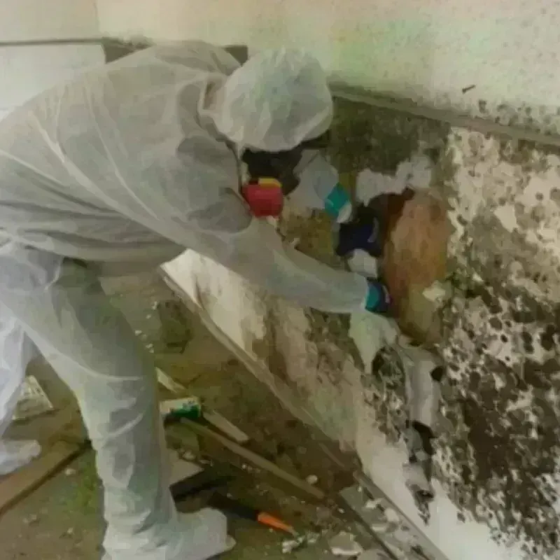 Mold Remediation and Removal in Bloomington, IL